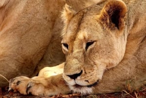 De Mombasa/Diani : 2 jours 1 nuit Tsavo East Private Safari