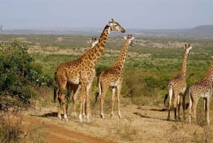 De Mombasa/Diani : 2 jours 1 nuit Tsavo East Private Safari