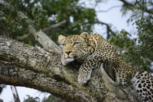 De Mombasa/Diani : 2 jours 1 nuit Tsavo East Private Safari