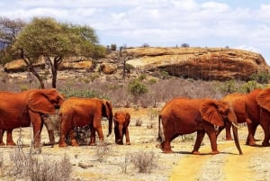 De Mombasa/Diani : 2 jours 1 nuit Tsavo East Private Safari