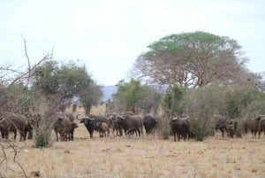 De Mombasa/Diani : 2 jours 1 nuit Tsavo East Private Safari