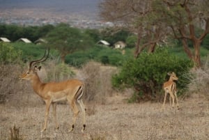 De Mombasa/Diani : 2 jours 1 nuit Tsavo East Private Safari