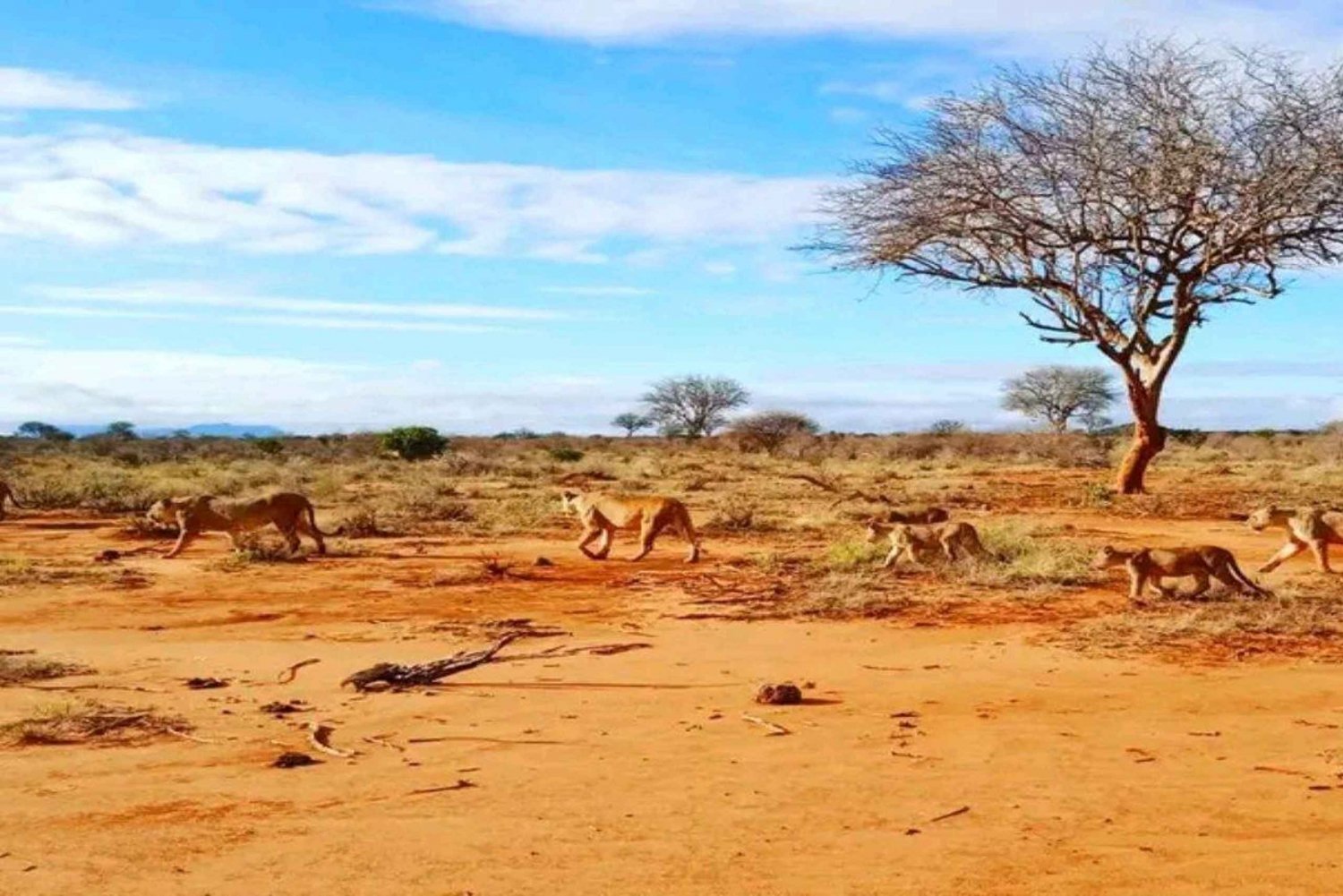 Fra Mombasa/Diani: 3-dagers safari i Tsavo East og Amboseli
