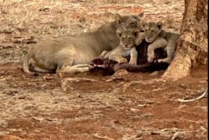 Z Mombasy/Diani: 3-dniowe safari w Tsavo East i Amboseli