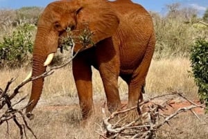 Z Mombasy/Diani: 3-dniowe safari w Tsavo East i Amboseli