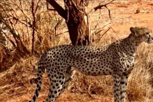 Z Mombasy/Diani: 3-dniowe safari w Tsavo East i Amboseli