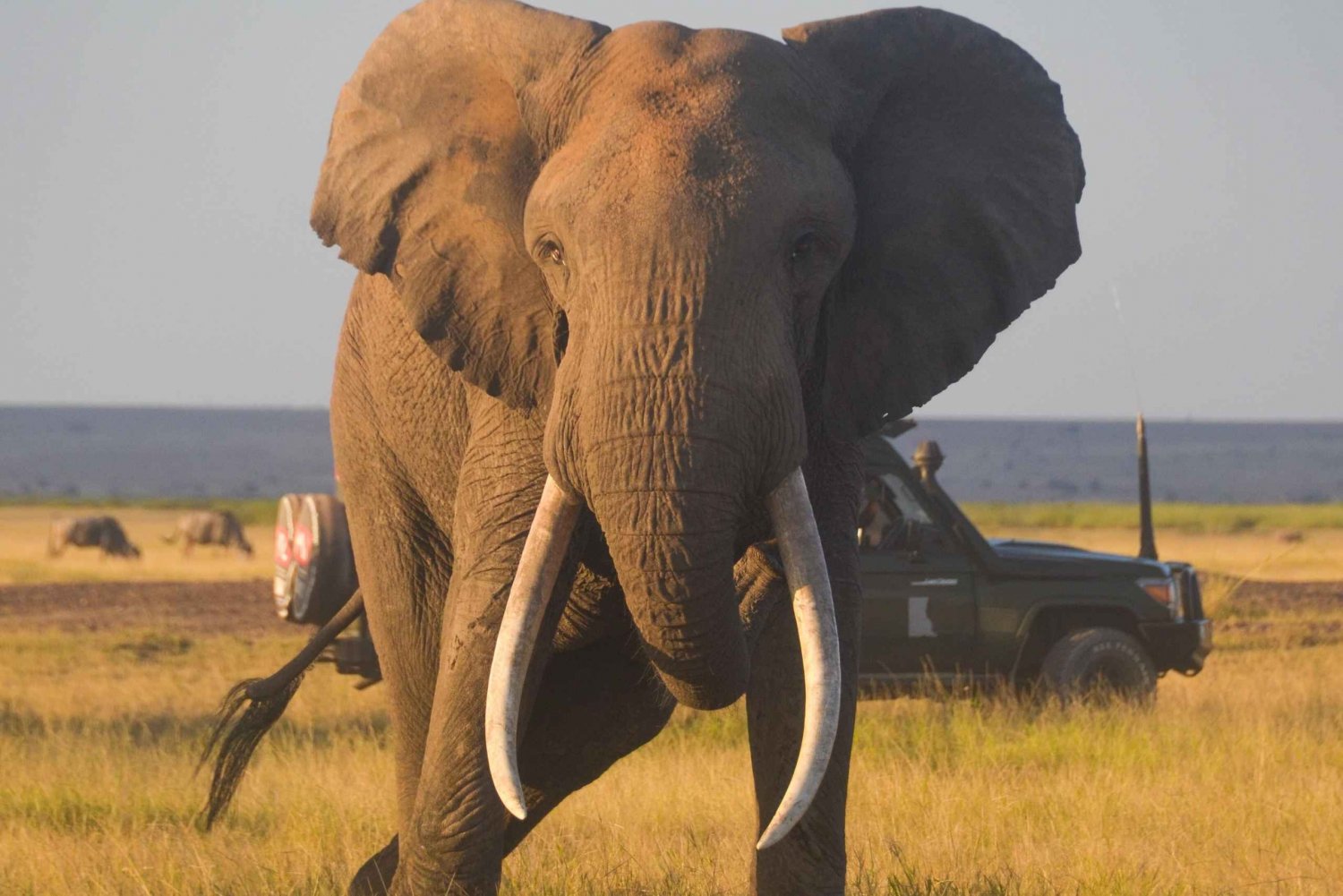 Da Mombasa/Diani:Safari di 5 giorni - Colline di Taita, Amboseli e ...
