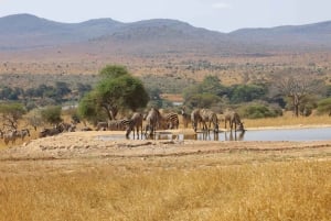 Nocna safari do Saltlick przez park Tsavo East