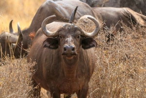 From Mombasa/Diani: Tsavo East National Park Day Trip