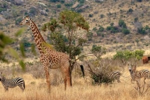 From Mombasa/Diani: Tsavo East National Park Day Trip