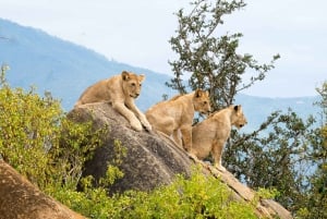 From Mombasa/Diani: Tsavo East National Park Day Trip
