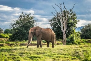 From Mombasa/Diani: Tsavo East National Park Day Trip