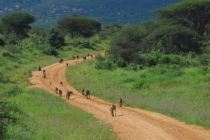 From Mombasa/Diani: Tsavo East National Park Day Trip