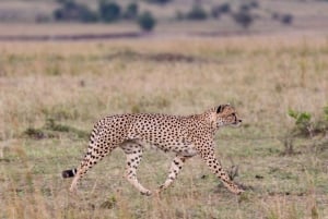 From Mombasa/Diani: Tsavo East National Park Day Trip