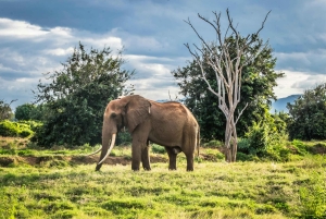 De Mombaça/Diani: Viagem de 1 dia ao Parque Nacional Tsavo Este