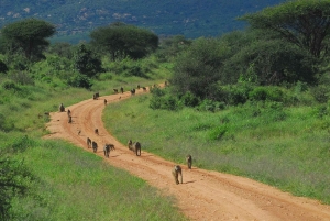 De Mombaça/Diani: Viagem de 1 dia ao Parque Nacional Tsavo Este