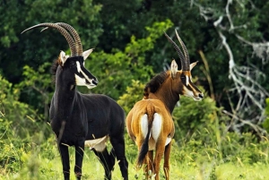 From Mombasa: Shimba Hills 2-Day Safari with Guide