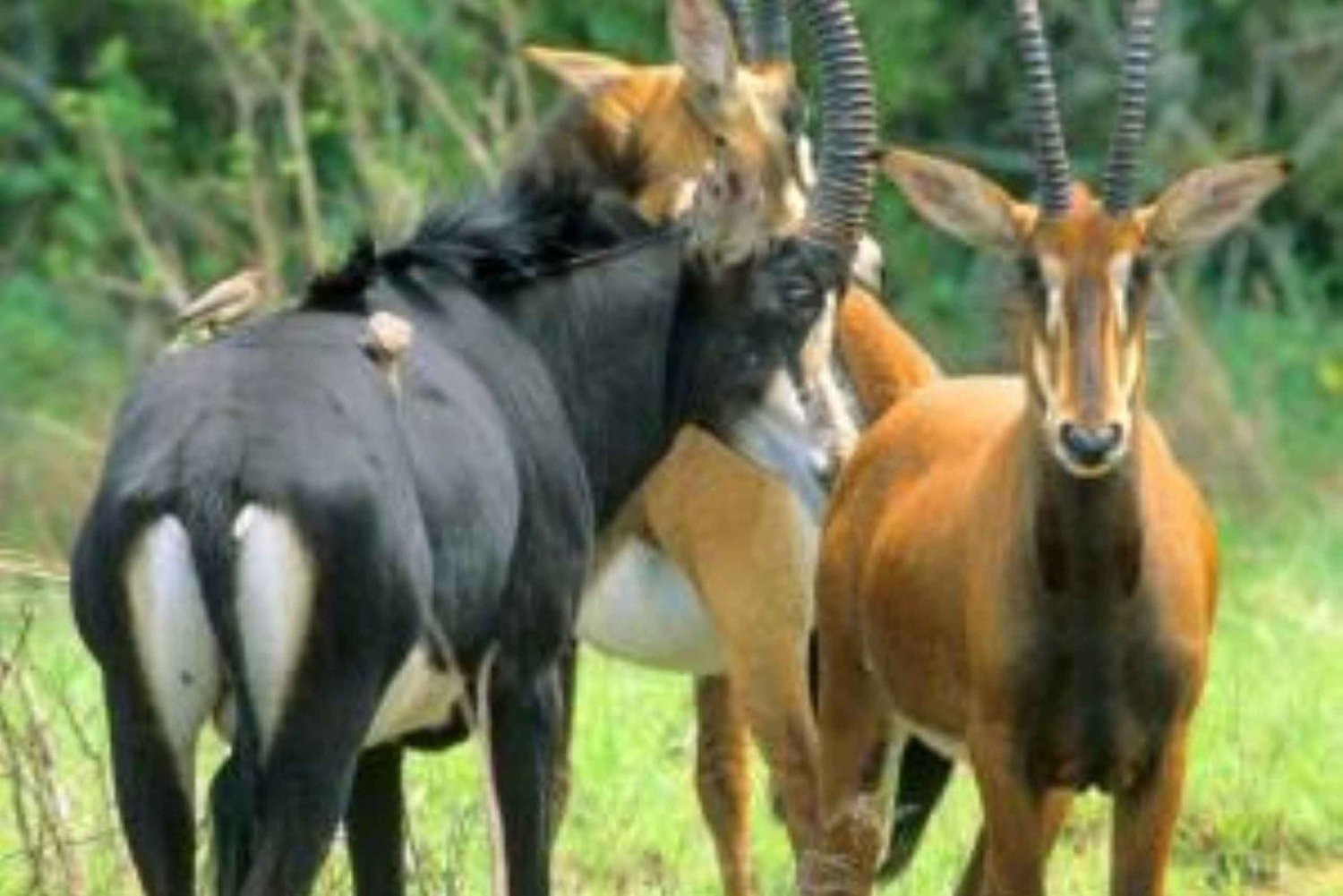 From mombasa: Shimba Hills National Reserve Day Safari