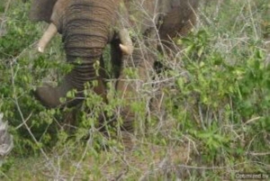 Mombasasta: Shimba Hills National Reserve Day Safari