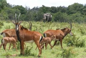 Mombasasta: Shimba Hills National Reserve Day Safari