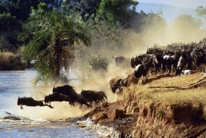 From Nairobi: 12 Days Group Kenya and Tanzania Safari