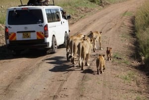 From Nairobi: 12 Days Group Kenya and Tanzania Safari