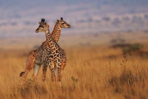 From Nairobi: 12 Days Group Kenya and Tanzania Safari