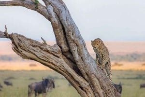 From Nairobi: 12 Days Group Kenya and Tanzania Safari