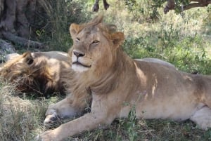 Vanuit Nairobi: 2-daagse safari door het Amboseli National Park