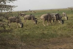 Nairobi: 2 Days Amboseli National Park Safari with Entry Fee