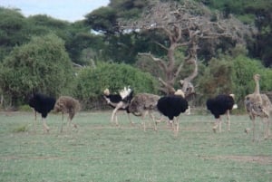 Nairobi: 2 Days Amboseli National Park Safari with Entry Fee