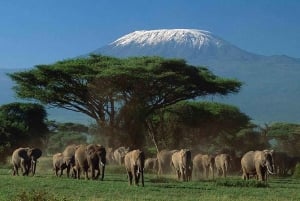 Nairobi: 2 Days Amboseli National Park Safari with Entry Fee