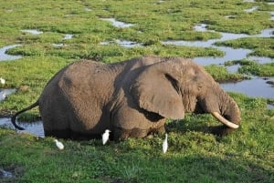 Nairobi: 2 Days Amboseli National Park Safari with Entry Fee