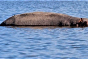 Från Nairobi: 2-dagars privat safari vid Lake Nakuru och Naivasha