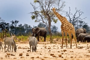 Fra Nairobi: 2-dagers privat safari i Masai Mara med måltider