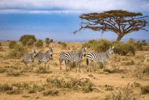 Fra Nairobi: 2-dagers privat safari i Masai Mara med måltider