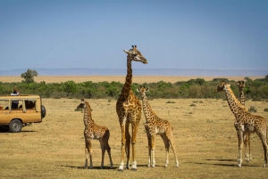 From Nairobi: 2-Day Masai Mara Safari with Flight