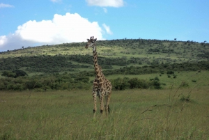 From Nairobi: 2-Day Masai Mara Safari with Flight