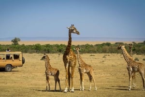 Depuis Nairobi : Safari de 2 jours dans le Masai Mara avec vol
