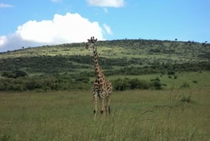 Van Nairobi: tweedaagse Masai Mara-safari met vlucht