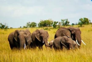 Fra Nairobi: 2-dages Masai Mara-safari med flyrejse