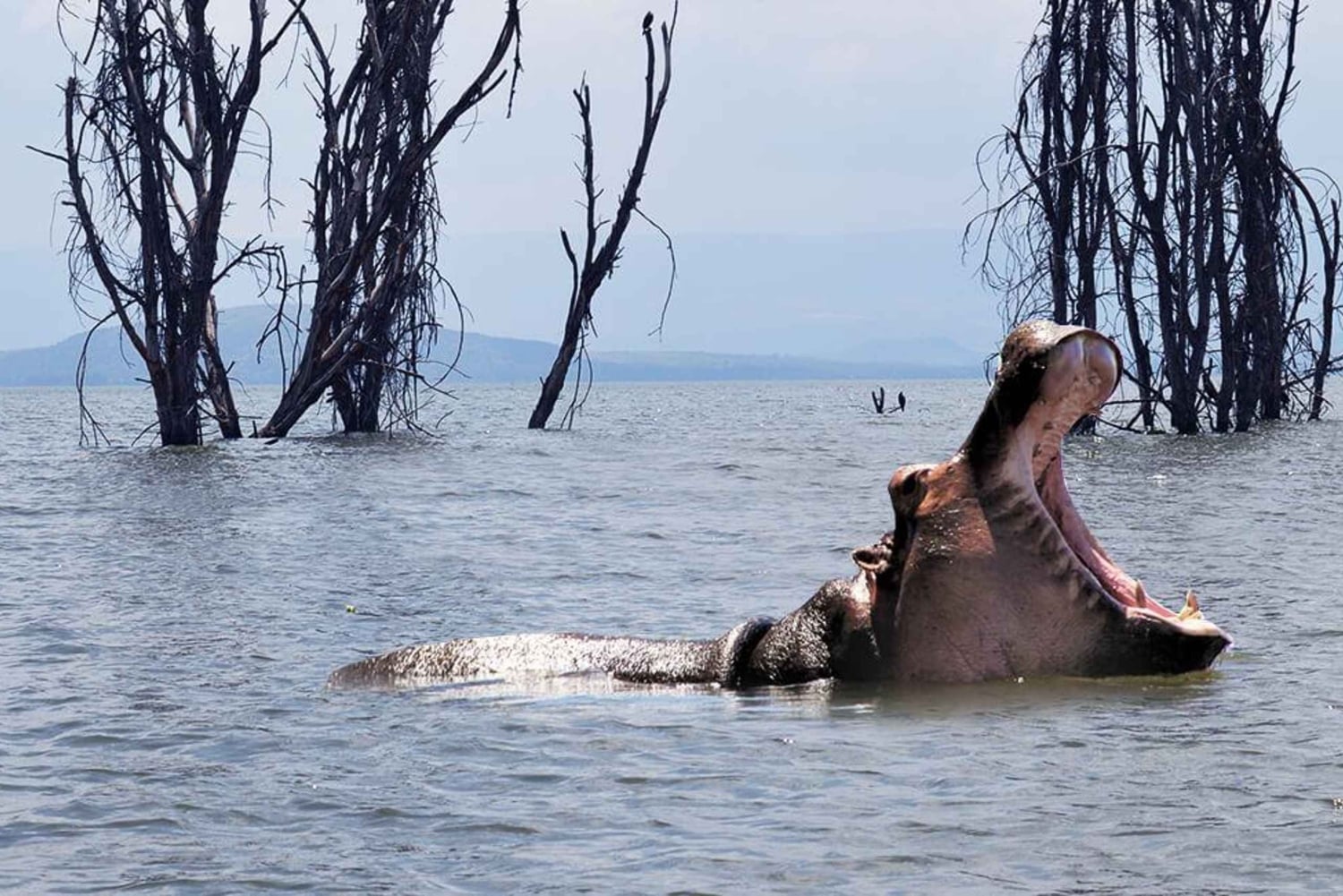 From Nairobi: 2-Day Naivasha Safari with Accommodation