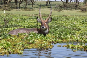 From Nairobi: 2-Day Naivasha Safari with Accommodation