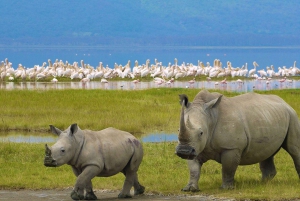 From Nairobi: 2-Day Naivasha Safari with Accommodation