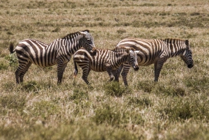 From Nairobi: 2-Day Naivasha Safari with Accommodation