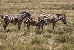 Desde Nairobi: Safari de 2 días a Naivasha con alojamiento