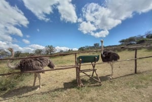 Desde Nairobi: Safari de 2 días a Naivasha con alojamiento