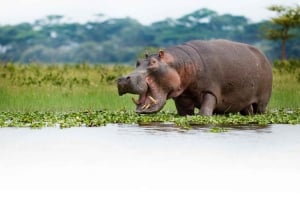 Desde Nairobi: Safari de 2 días a Naivasha con alojamiento