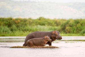 Desde Nairobi: Safari de 2 días a Naivasha con alojamiento