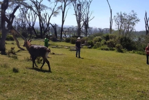 Desde Nairobi: Safari de 2 días a Naivasha con alojamiento
